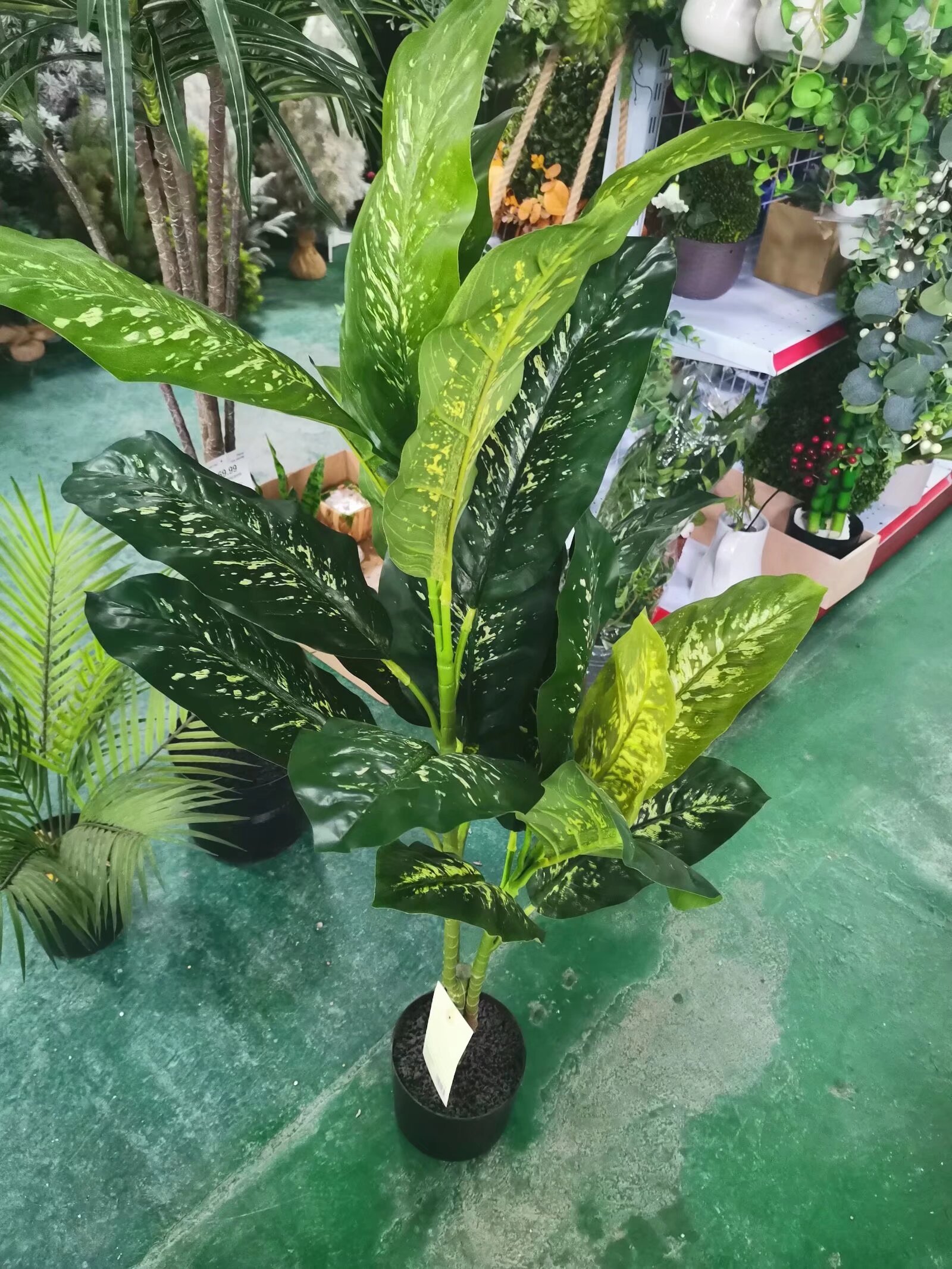 House Plants 01